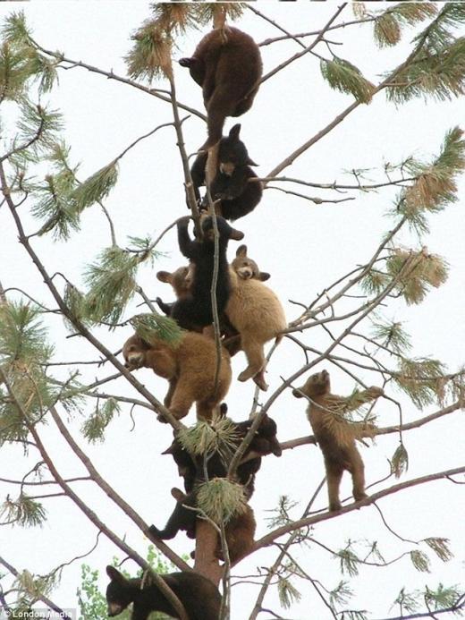 20120901 아기곰, 곰나무.jpg “도망가자!” 나무타기 놀이하는 ‘귀요미’ 아기곰들 